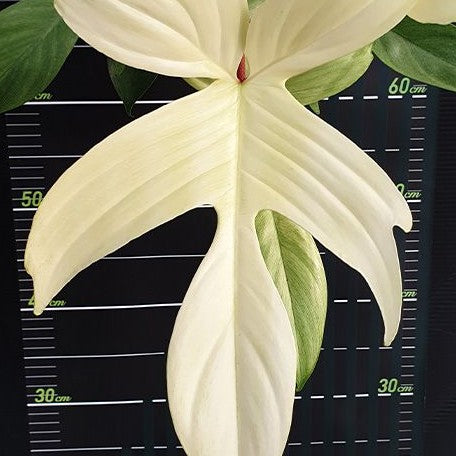 Philodendron Florida Ghost variegated 2.5" *Preorder* (5455P:G) | US-Based Seller | Rare Aroid