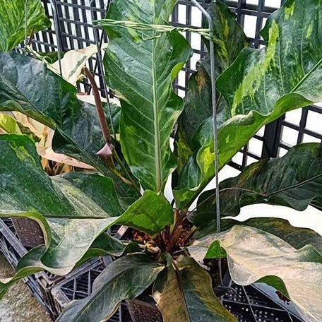 variegated anthurium birds nest Anthurium hybrid (variegata) variegated 5.0" *Preorder* – OrchidBox