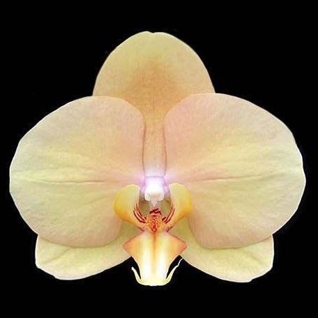 Phalaenopsis OX Lottery Prince 2.5" *Preorder* (6234P:G) | US-Based Seller | Rare Orchid