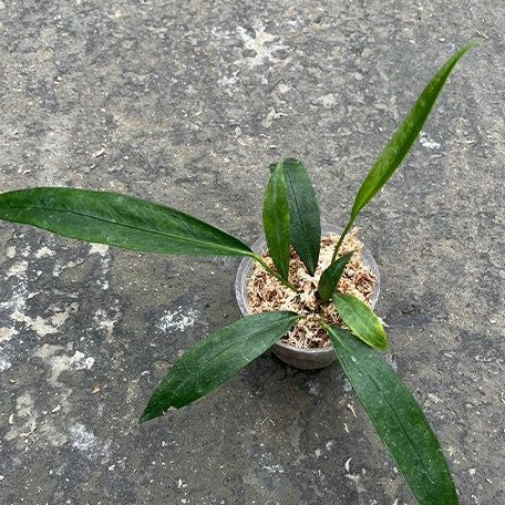 anthurium pendens Anthurium type pendens JA 2.5" Grower's Choice *In Stock* – OrchidBox