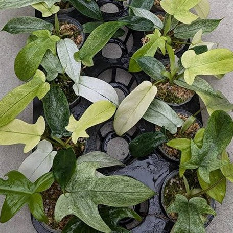 philodendron california ghost Philodendron Florida Ghost 2.5" Grower's Choice *In Stock* – OrchidBox