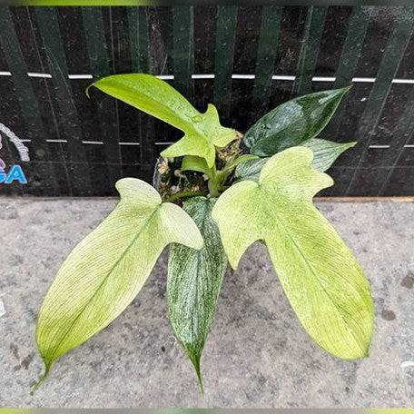 philodendron florida ghost for sale australia Philodendron Florida Ghost 2.5" Grower's Choice *In Stock* – OrchidBox