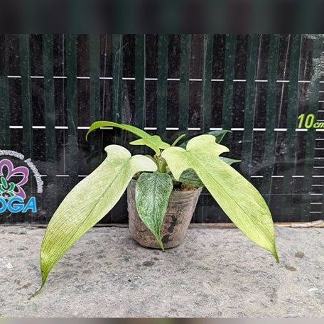 philodendron florida ghost buy Philodendron Florida Ghost 2.5" Grower's Choice *In Stock* – OrchidBox