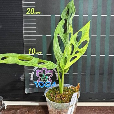 variegated monstera adansonii australia Monstera adansonii Variegated 'Mint' 2.5" Grower's Choice *In Stock* – OrchidBox
