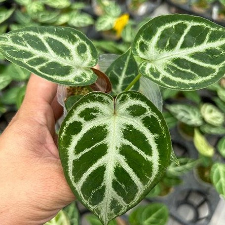 anthurium dorayaki silver Anthurium 'Dorayaki' × 'Silver Blush' 2.5" *Preorder* Acclimated