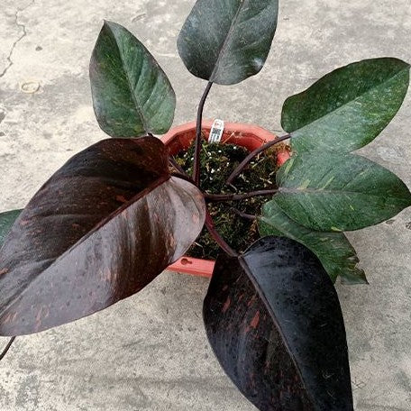 philodendron orange queen Philodendron "Orange Princess" / sp. 'Sunspot' variegated 2.5" Grower'