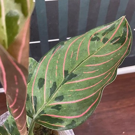 aglaonema red army care Aglaonema Red Army variegated 2.5" *Preorder* Bare Root Import