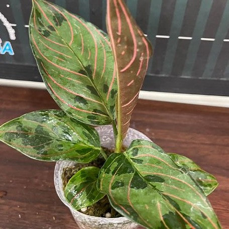 variegated aglaonema Aglaonema Red Army variegated 2.5" *Preorder* Bare Root Import