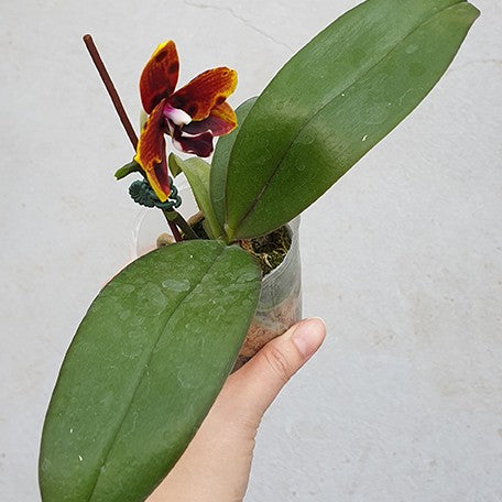 173027672397-Phal.%20Miro%20Sun%20Beauty%20'3521'%20%E8%8A%B13.jpg