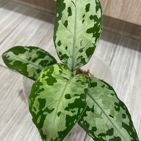 173028163641-Aglaonema%20pictum%20tricolor%20'Black'%20%E8%8A%B12.jpg