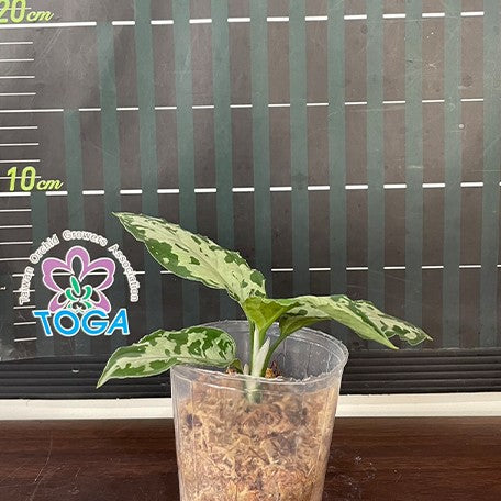 173028165888-Aglaonema%20pictum%20tricolor%20'Black'%20%E6%A4%8D%E6%A0%AA2.5''1.jpg