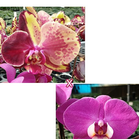 173045327457-Phal.%20Ark's%20Happy%20Magician%20'3673'%20%C3%97%20(Charming%20Gem%20Stripes%20%C3%97%20JC%20Pink%20Cute)%20%E8%8A%B11.jpg