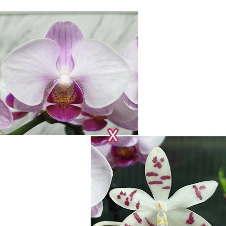 173051074333-Phal.%20Miki%20Cotton%20Candy%20'146'%20%C3%97%20tetraspis%20%E8%8A%B11.jpg