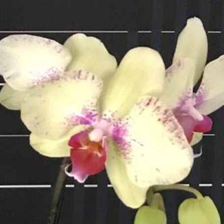 173051563497-Phal.%20Bopin%20hanabi%20%C3%97%20Jeannette%20Brandon%20%E8%8A%B11.jpg