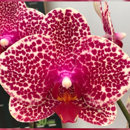173095913133-Phal.%20OX%20Red%20Sesame%20%E8%8A%B11.jpg