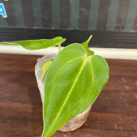 173097589522-Anthurium%20regale%20%E6%A4%8D%E6%A0%AA1.7''2.jpg