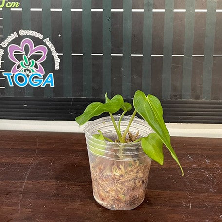 173097589528-Anthurium%20regale%20%E6%A4%8D%E6%A0%AA1.7''1.jpg