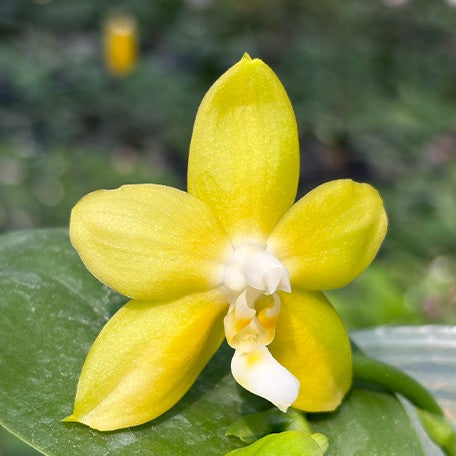 173157645464-Phal.%20Miki%20Deep%20Coffee%20Turtledove%20'Energy'%20%E8%8A%B12.jpg