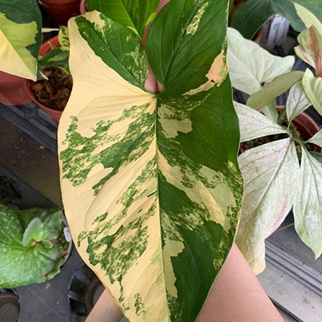 173190780022-Syngonium%20podophyllum%20'Aurea%20Variegata'%20%E8%8A%B11.jpg