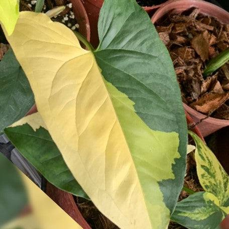 173190780089-Syngonium%20podophyllum%20'Aurea%20Variegata'%20%E8%8A%B13.jpg