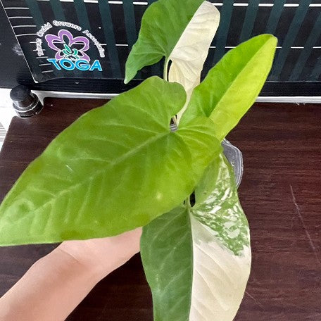 173190781515-Syngonium%20podophyllum%20'Aurea%20Variegata'%20%E6%A4%8D%E6%A0%AA2.5''2.jpg