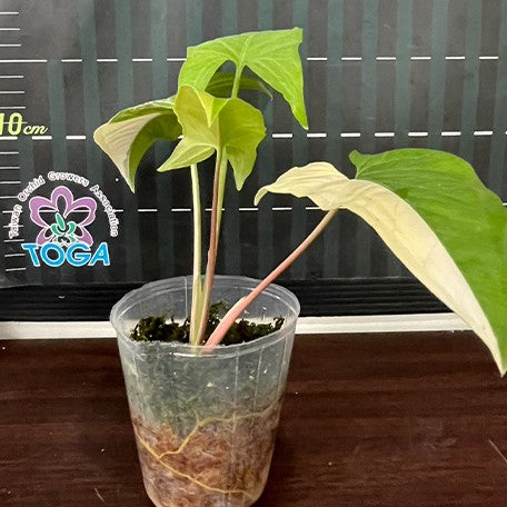 173190781576-Syngonium%20podophyllum%20'Aurea%20Variegata'%20%E6%A4%8D%E6%A0%AA2.5''1.jpg