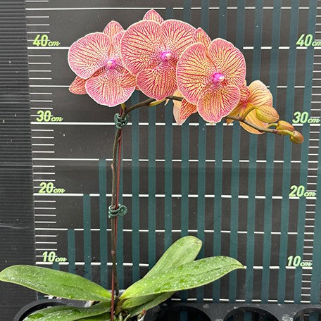 173215415152-Phal.%20Sogo%20Very%20Maple%20%E8%8A%B12.jpg