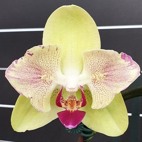 173219146788-Phal.%20Fortune%20Saltzman%20(peloric%20-%202%20eyes)%20%E8%8A%B11.jpg