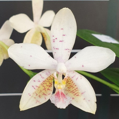 173251339364-Phal.%20Tetra%20Star%20'3283'%20%E8%8A%B11.jpg