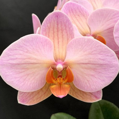 173252970821-Phal.%20Charming%20Marshmallow%20%E8%8A%B11.jpg