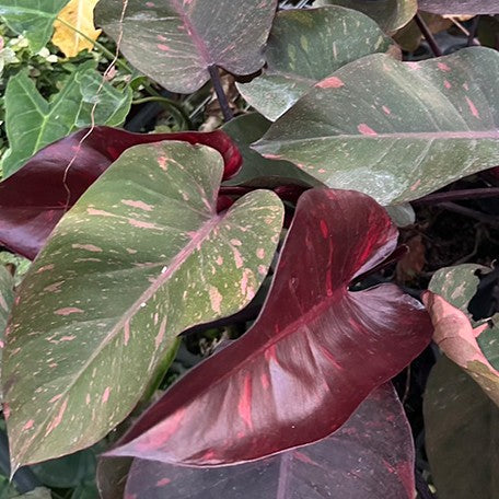 Philodendron 