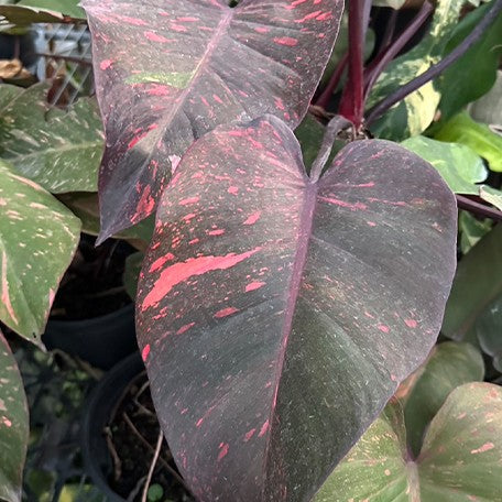 173268392566-Philodendron%20sp.%20'Sunspot'%20%E8%8A%B13.jpg
