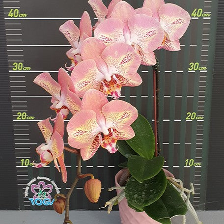 173269168395-Phal.%20Leco%20Fantastic%20'3328'%20%E8%8A%B12.jpg