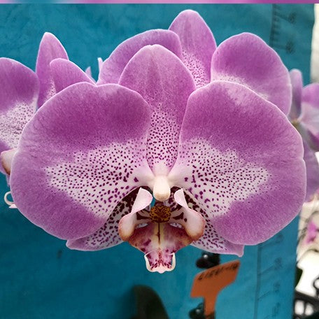 173269970368-Phal.%20Taida%20Prince%20Pearl%20'L1531-14'%20%E8%8A%B11.jpg