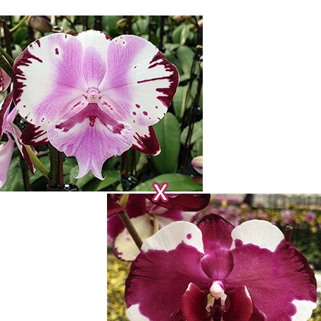 173278492739-Phal.%20Fuller's%20Master%20%C3%97%20Fuller's%20Sunshine%20%E8%8A%B11.jpg