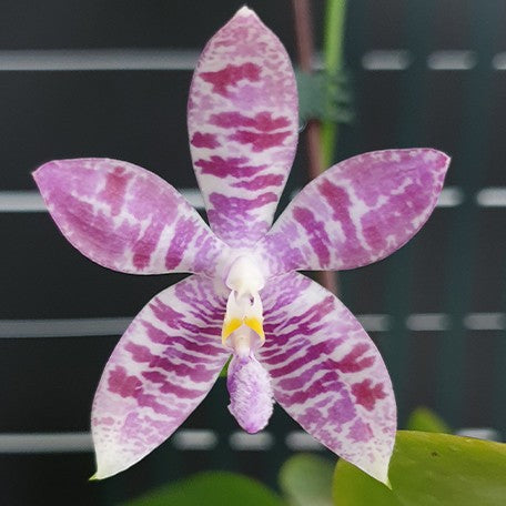 173278694076-Phal.%20Vinh%20Long%20Red%20Sun%20'Dragon%20Tattoo'%20%E8%8A%B11.jpg