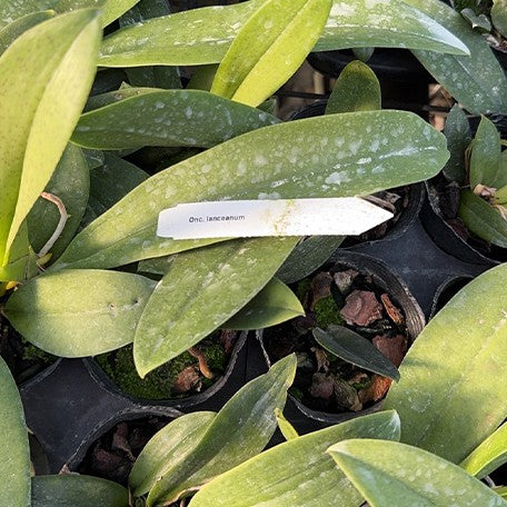 173320435593-Onc.%20lanceanum%20%C3%97%20sib%20%E6%A4%8D%E6%A0%AA3''1.jpg