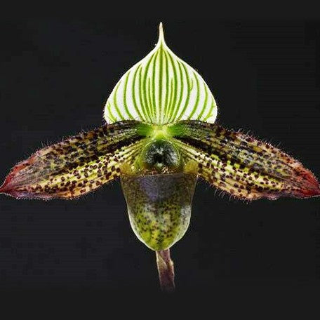 173320501274-Paph.%20wardii%20%C3%97%20sib%20%E8%8A%B12.jpg