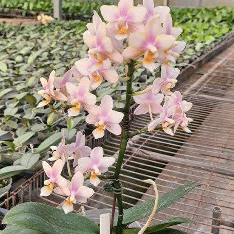 173320835336-Phal.%20Ron-E%20Glamor%20'3230'%20%E8%8A%B11.jpg