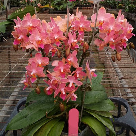 173320853047-Phal.%20Taiwan%20Glamor%20'1972'%20%E8%8A%B11.jpg