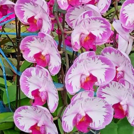 173322108326-Phal.%20Champion%20Lightning%20'Neon'%20%E8%8A%B11.jpg