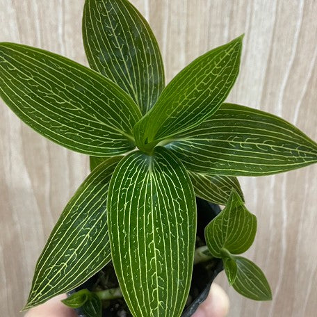 173327702914-Ludisia%20discolor%20var.%20alba%20%E8%8A%B12.jpg