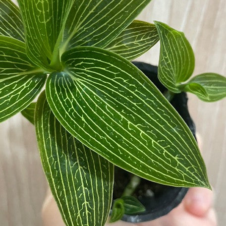 173327702988-Ludisia%20discolor%20var.%20alba%20%E8%8A%B11.jpg