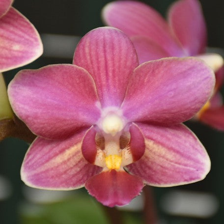 173339229266-Phal.%20Chi%20Yueh%20Little%20Red%20Riding%20Hood%20%E8%8A%B11.jpg