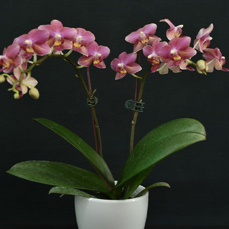 173339229267-Phal.%20Chi%20Yueh%20Little%20Red%20Riding%20Hood%20%E8%8A%B12.jpg