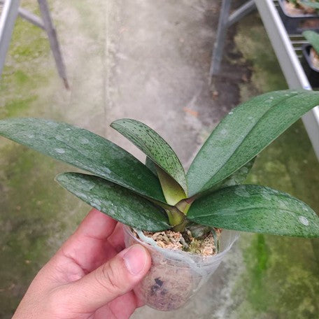 173339232587-Phal.%20Chi%20Yueh%20Little%20Red%20Riding%20Hood%20%E6%A4%8D%E6%A0%AA2.5''1.jpg