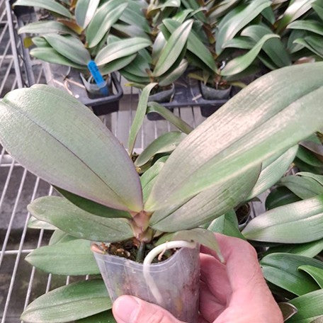 173380967468-Phal.%20Charming%20Little%20Gold%20%E6%A4%8D%E6%A0%AA2.5''1.jpg
