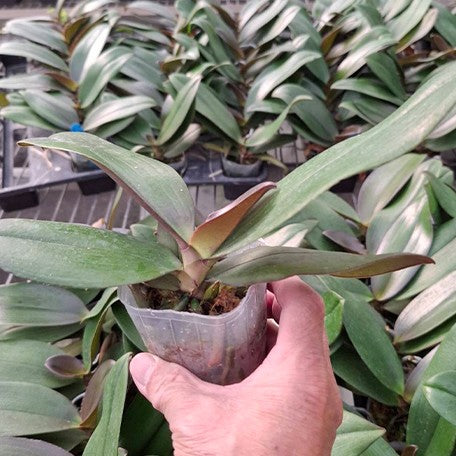 173380967474-Phal.%20Charming%20Little%20Gold%20%E6%A4%8D%E6%A0%AA2.5''2.jpg
