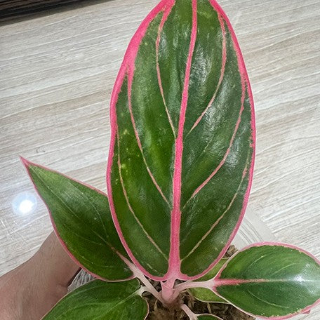 173382407716-Aglaonema%20Lotus%20Delight%20%E8%8A%B11.jpg