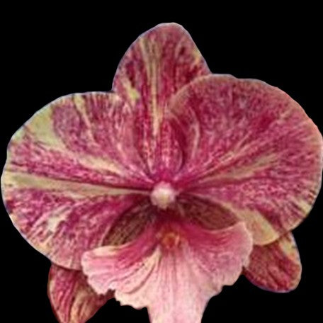 173391100029-Phal.%20King%20Car%20Marble%20'JC717-2'%20%E8%8A%B11.jpg